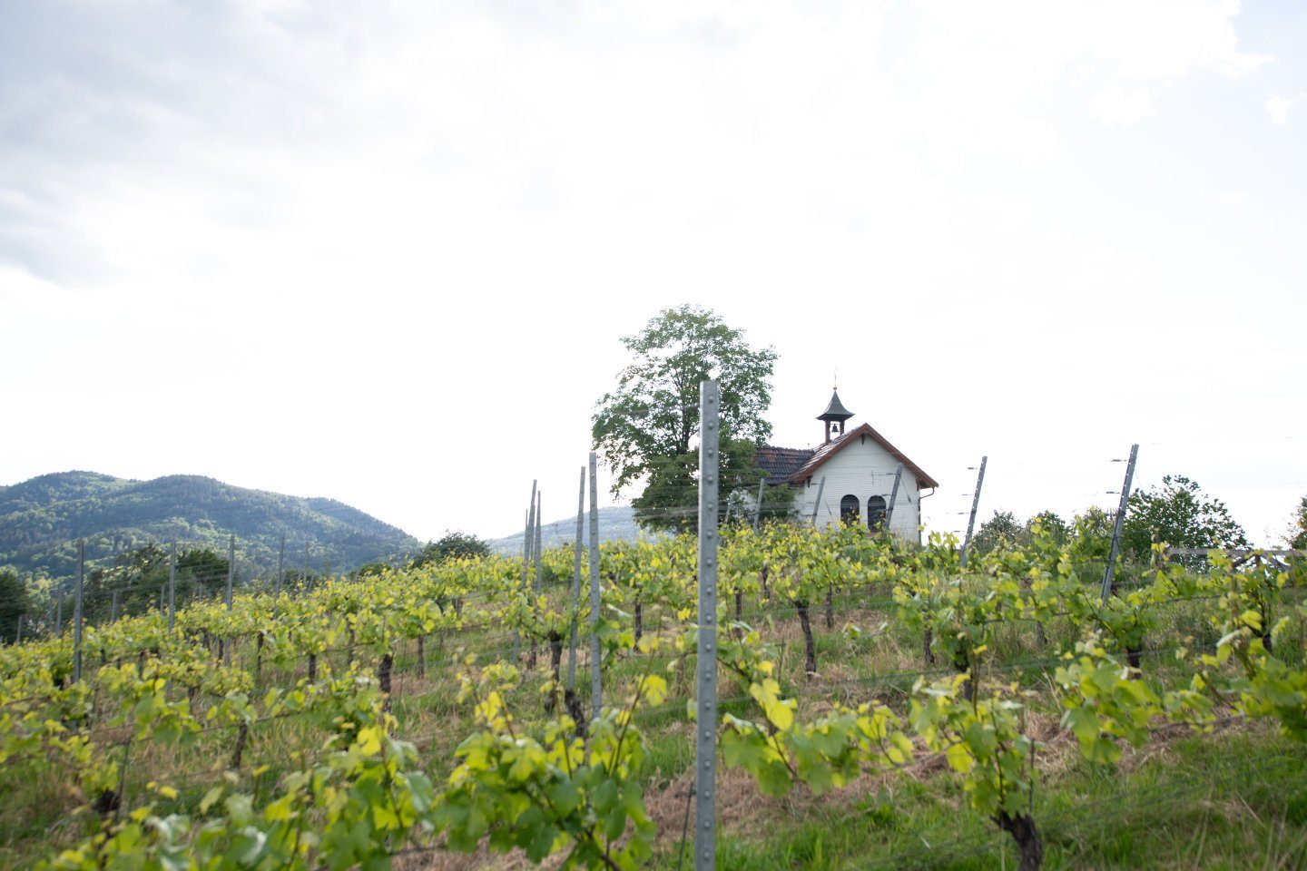 Marienkapelle auf dem Eckberg umgeben von grünen Weinreben